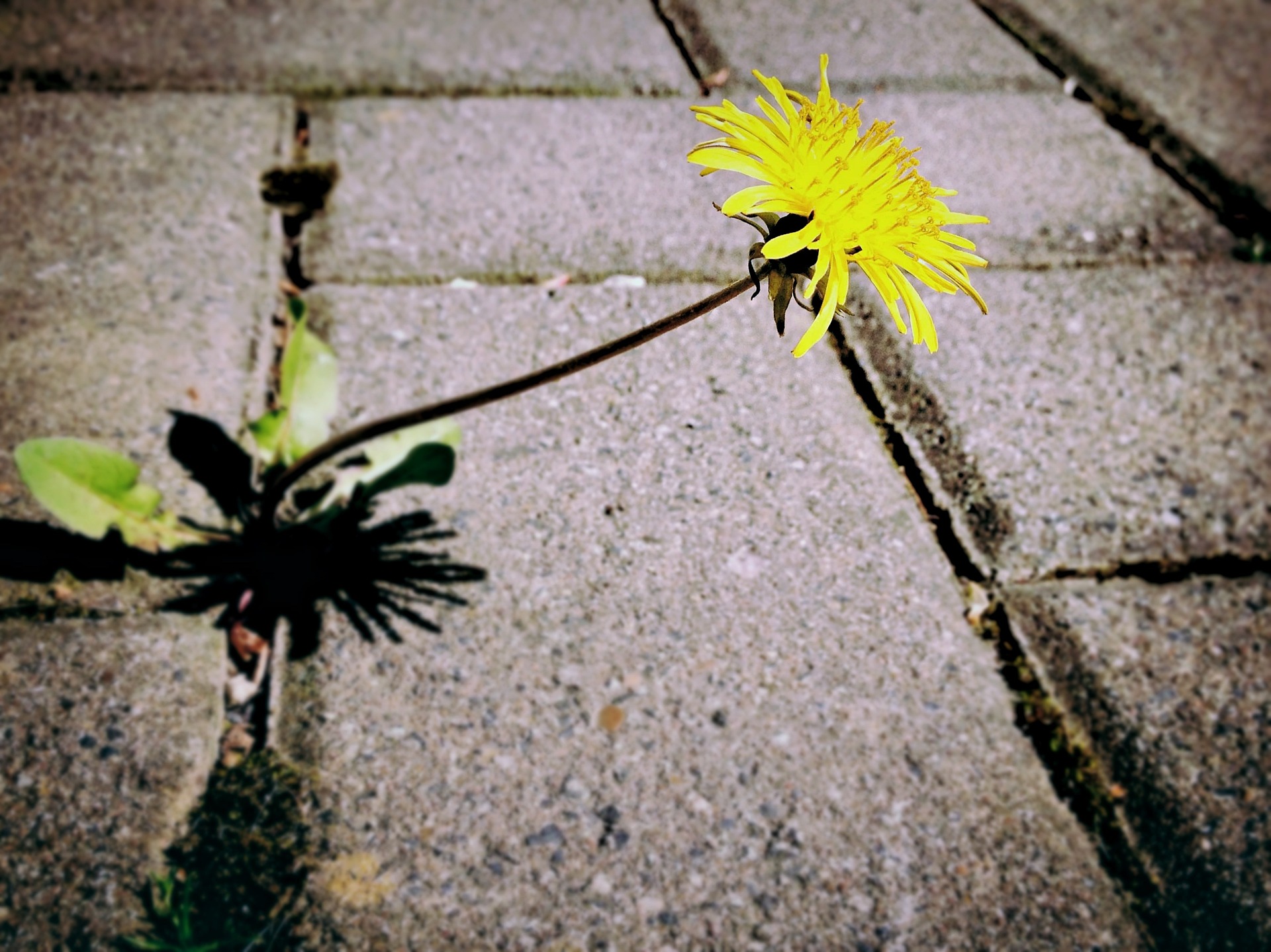 Old Wishes