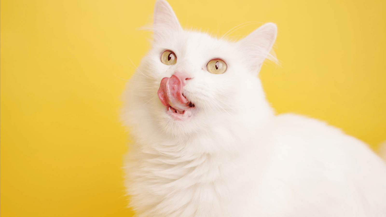 Truly Funny | Cat Tales